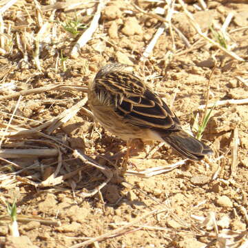 Слика од Euplectes albonotatus (Cassin 1848)