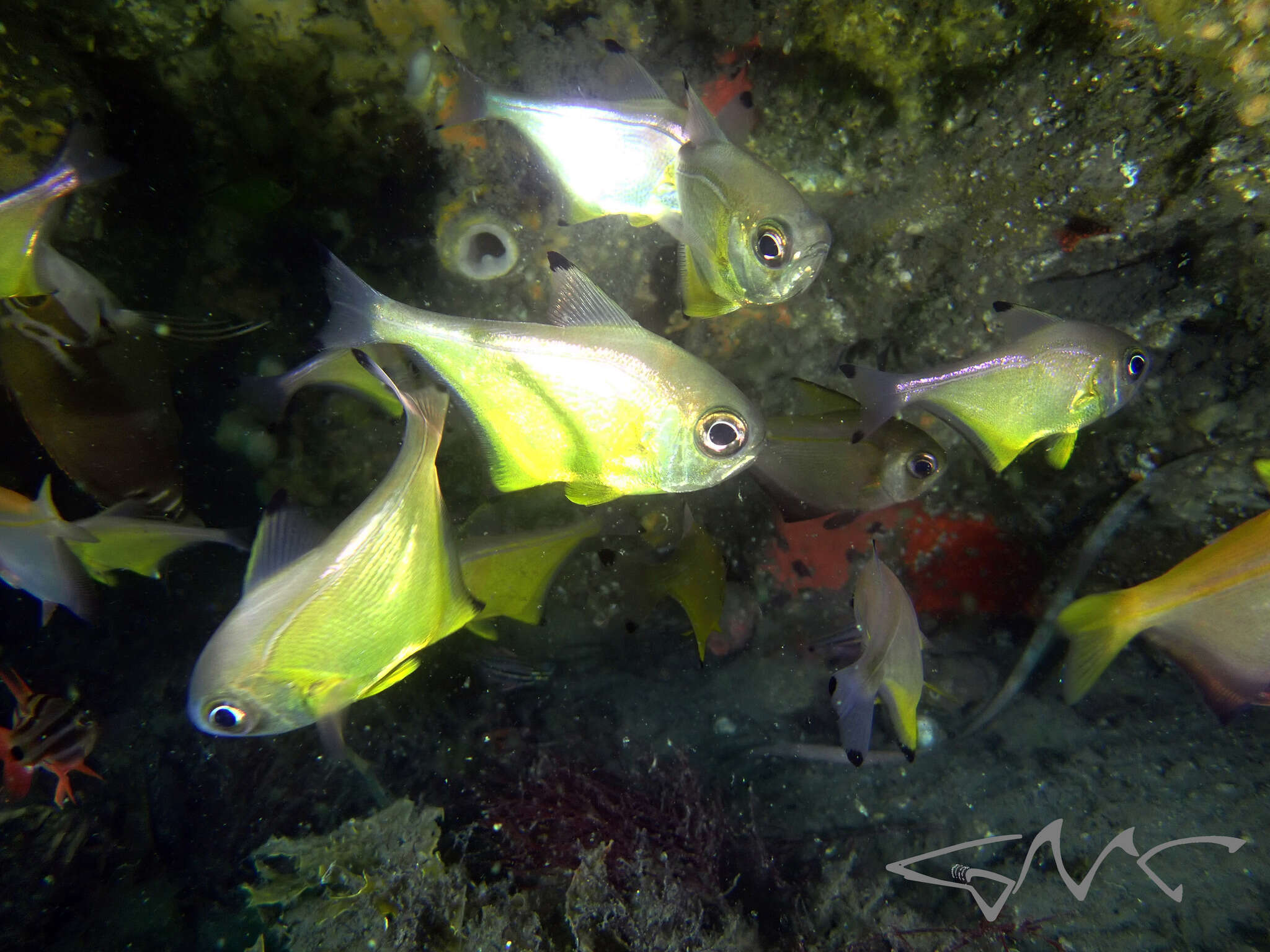 Imagem de Pempheris affinis McCulloch 1911