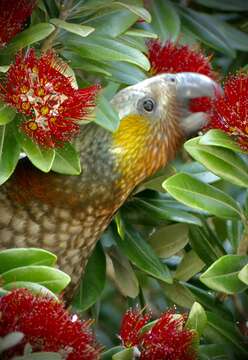 Image of south island kaka