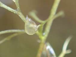 Image of Patrinia glabrifolia Yamam. & Sasaki