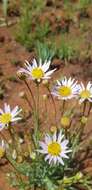 Image of Afroaster serrulatus (Harv.) J. C. Manning & Goldblatt