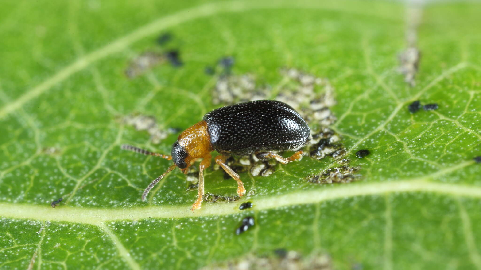 Sivun Zeugophora flavicollis (Marsha 1802) kuva