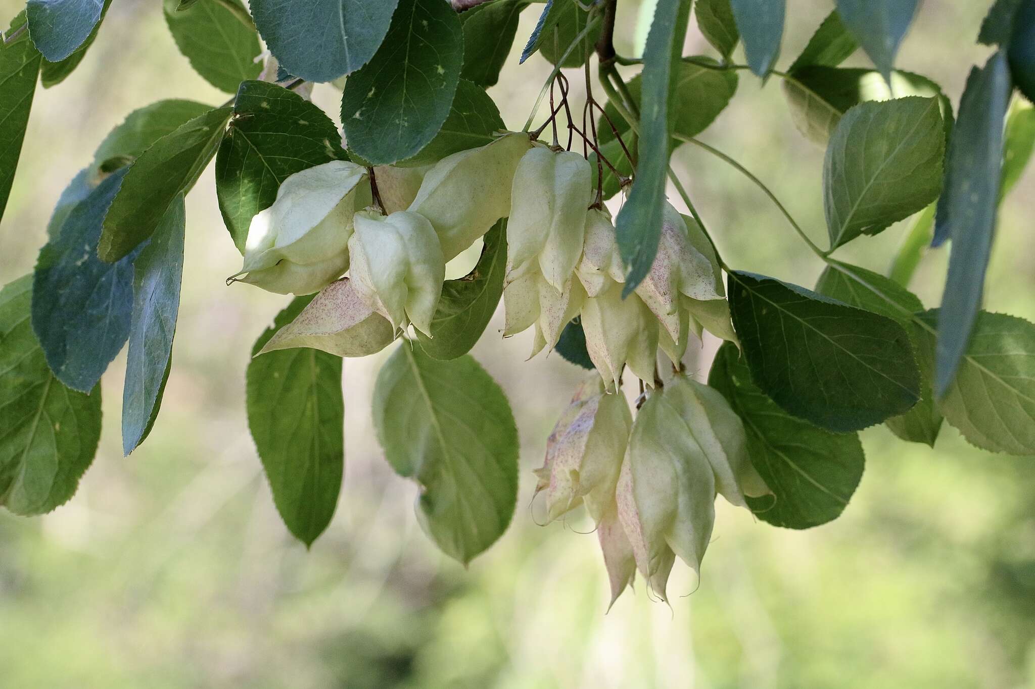 Image of Sierra bladdernut