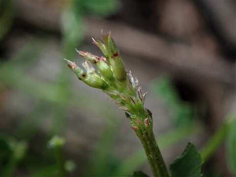 Sivun Trifolium ornithopodioides (L.) Sm. kuva