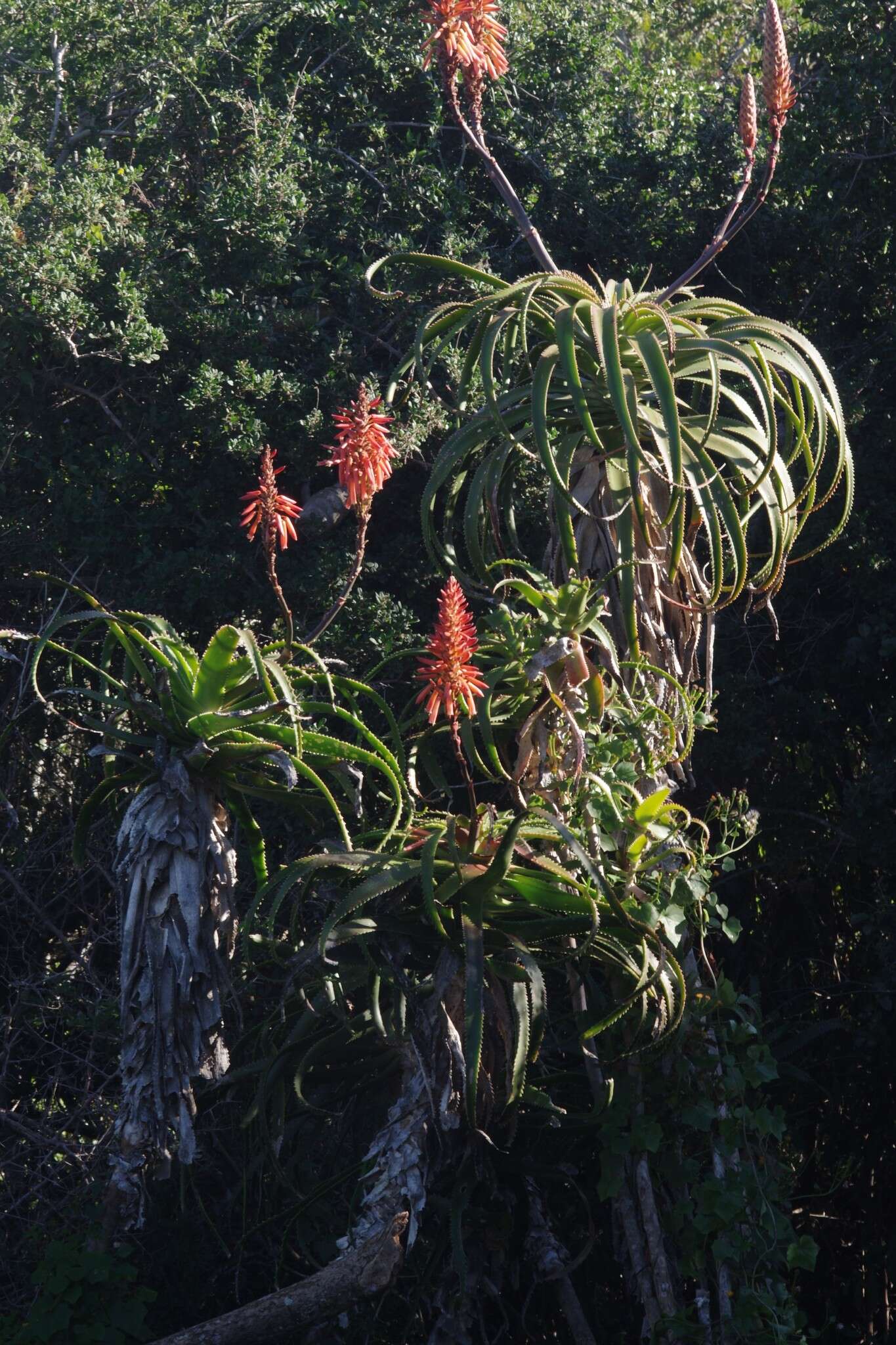 Image of Aloe pluridens Haw.