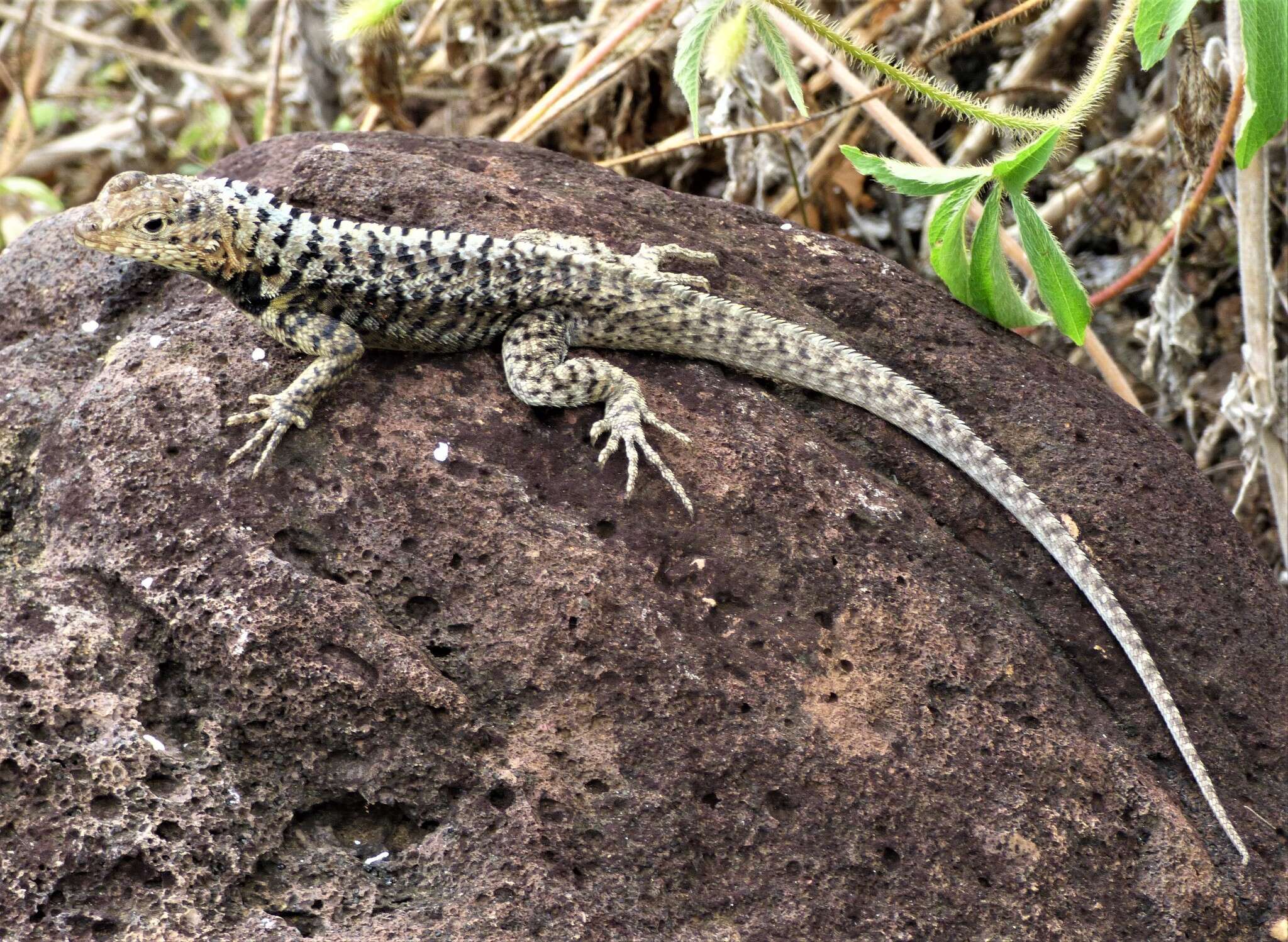 Слика од Microlophus grayii (Bell 1843)