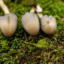 Image of Coprinopsis pinguispora (Bogart) Redhead, Vilgalys & Moncalvo 2001