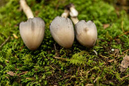 Coprinopsis pinguispora (Bogart) Redhead, Vilgalys & Moncalvo 2001的圖片