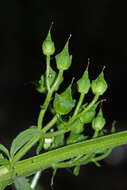 Image of Scrophularia amgunensis F. Schmidt