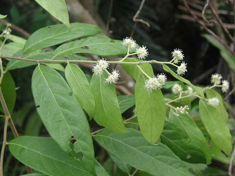 Image of Dichapetalum donnell-smithii Engl.