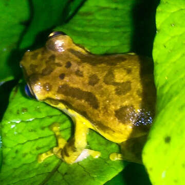 Image of Sipurio Snouted Treefrog