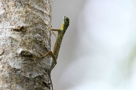 Image of Sulawesi Lined Gliding Lizard