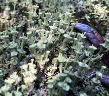 Imagem de Cladonia rappii A. Evans