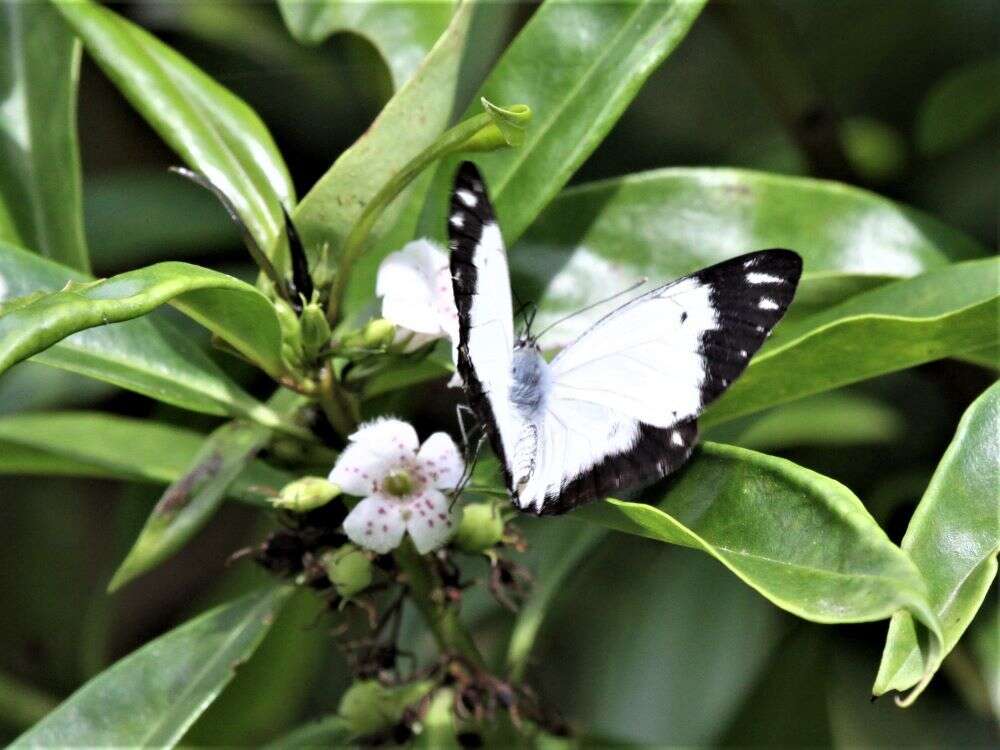 Image of Belenois java peristhene (Boisduval 1859)