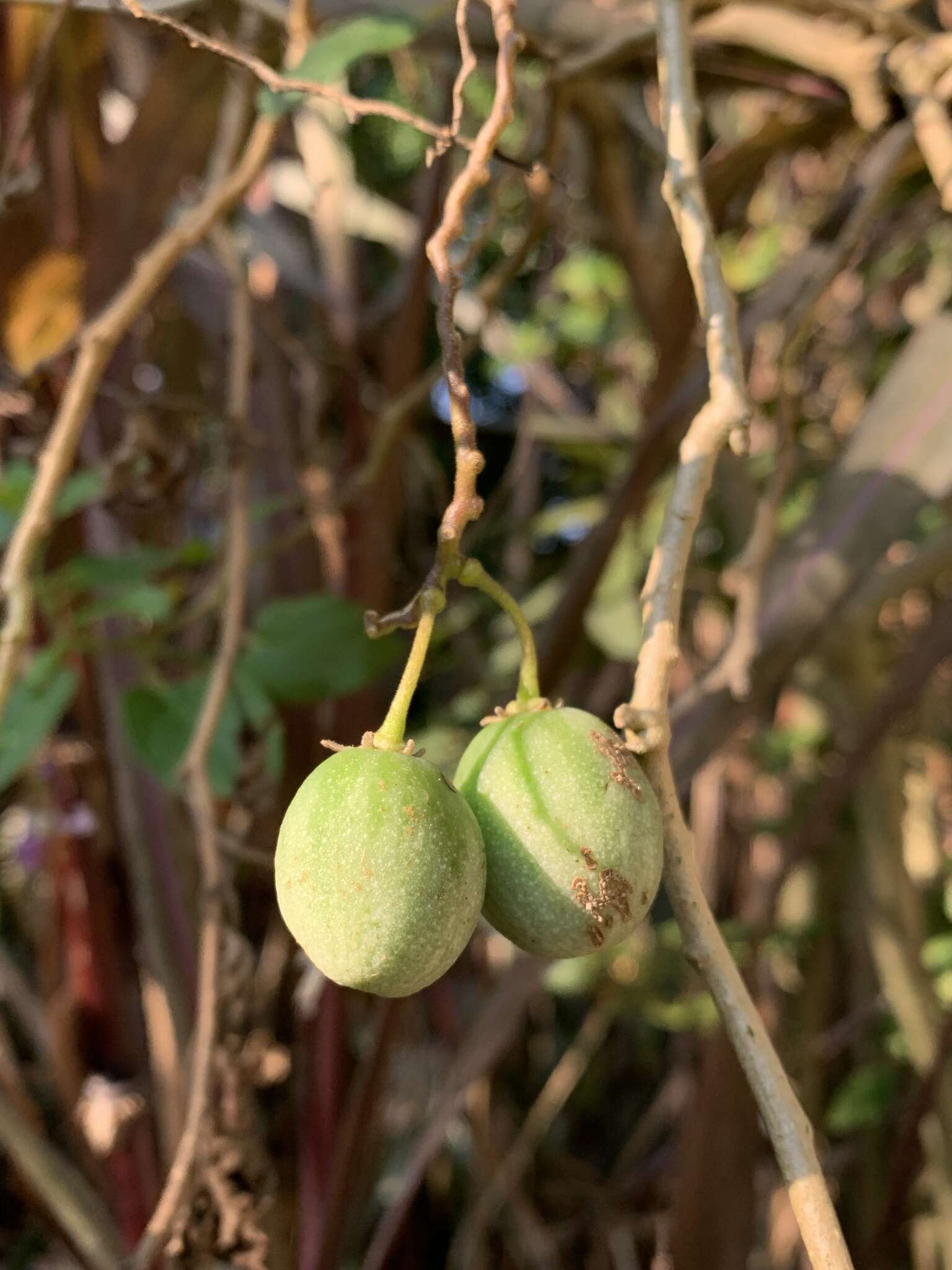 Solanum pelagicum Bohs的圖片