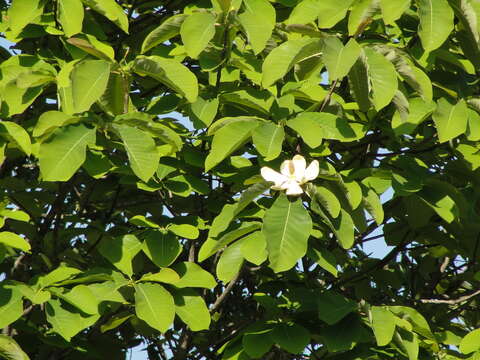 Image of Japanese Big Leaf Magnolia