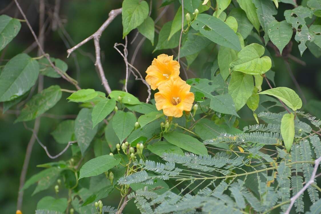 Ipomoea aurantiaca L. O. Williams resmi