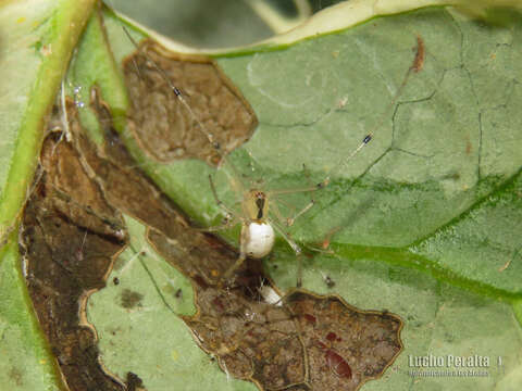 Image of Theridion calcynatum Holmberg 1876