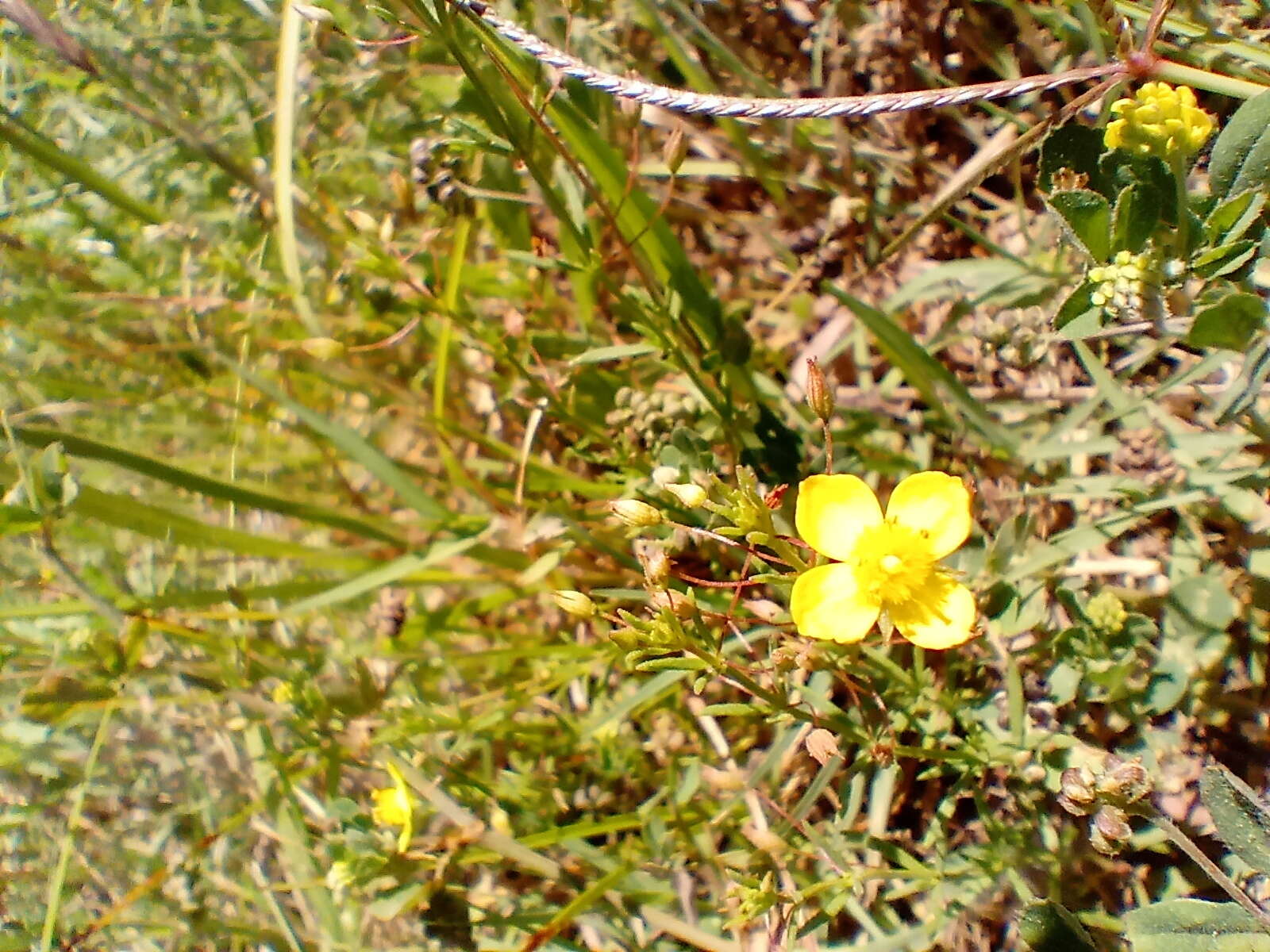 Plancia ëd Scoparia montevidensis (Spreng.) R. E. Fries