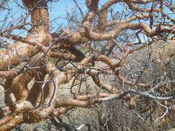 Imagem de Commiphora glaucescens Engl.