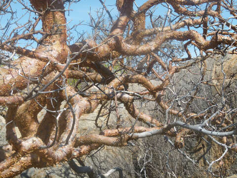 Imagem de Commiphora glaucescens Engl.