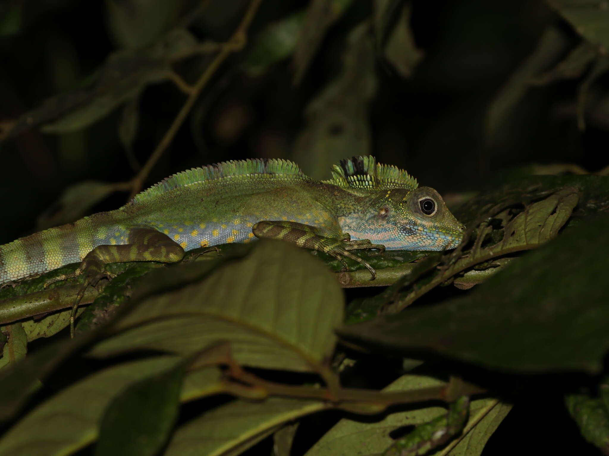 Image of Giant Forest Dragon