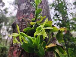 Image of Epidendrum difforme Jacq.