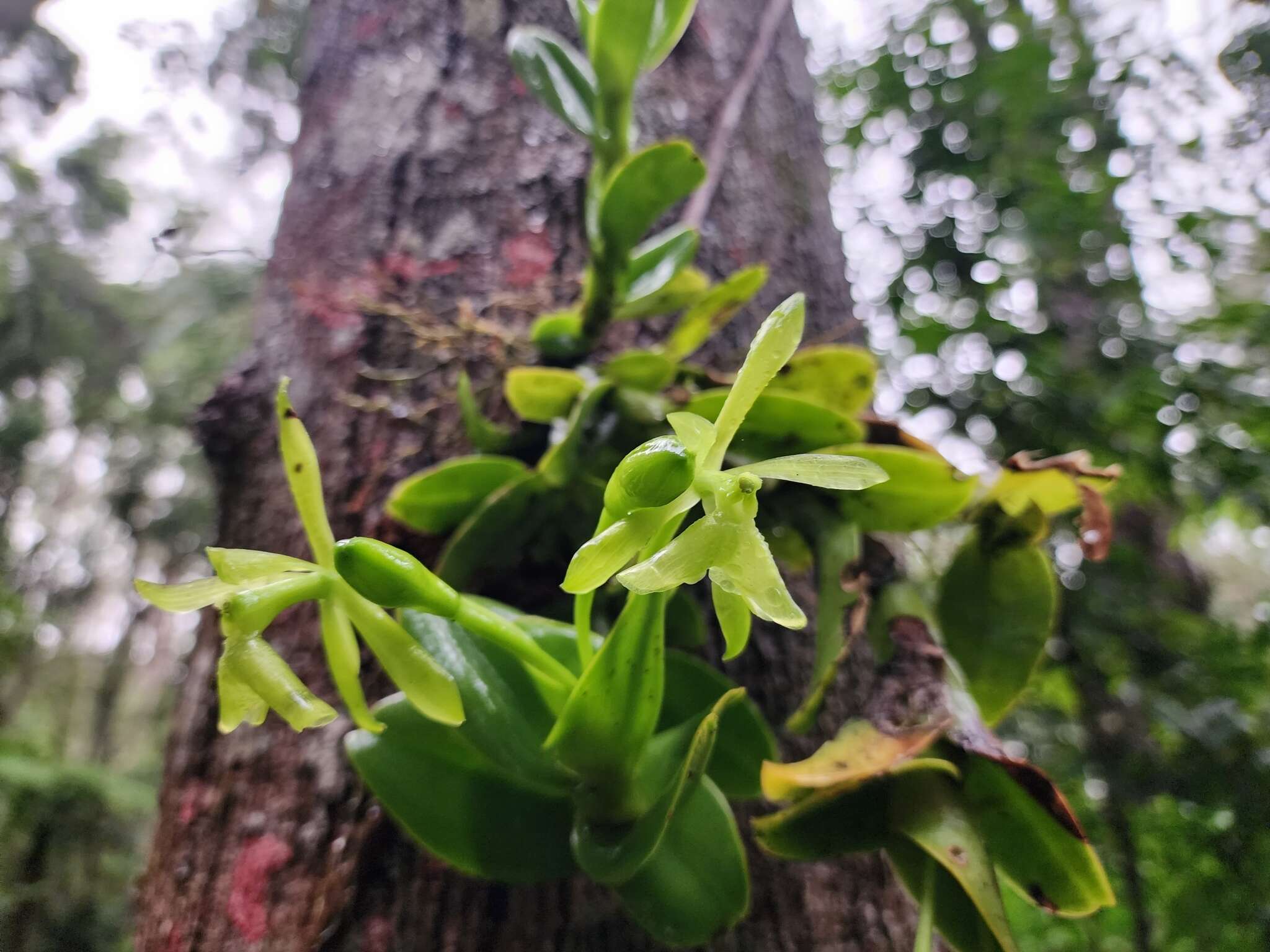 Image of Epidendrum difforme Jacq.