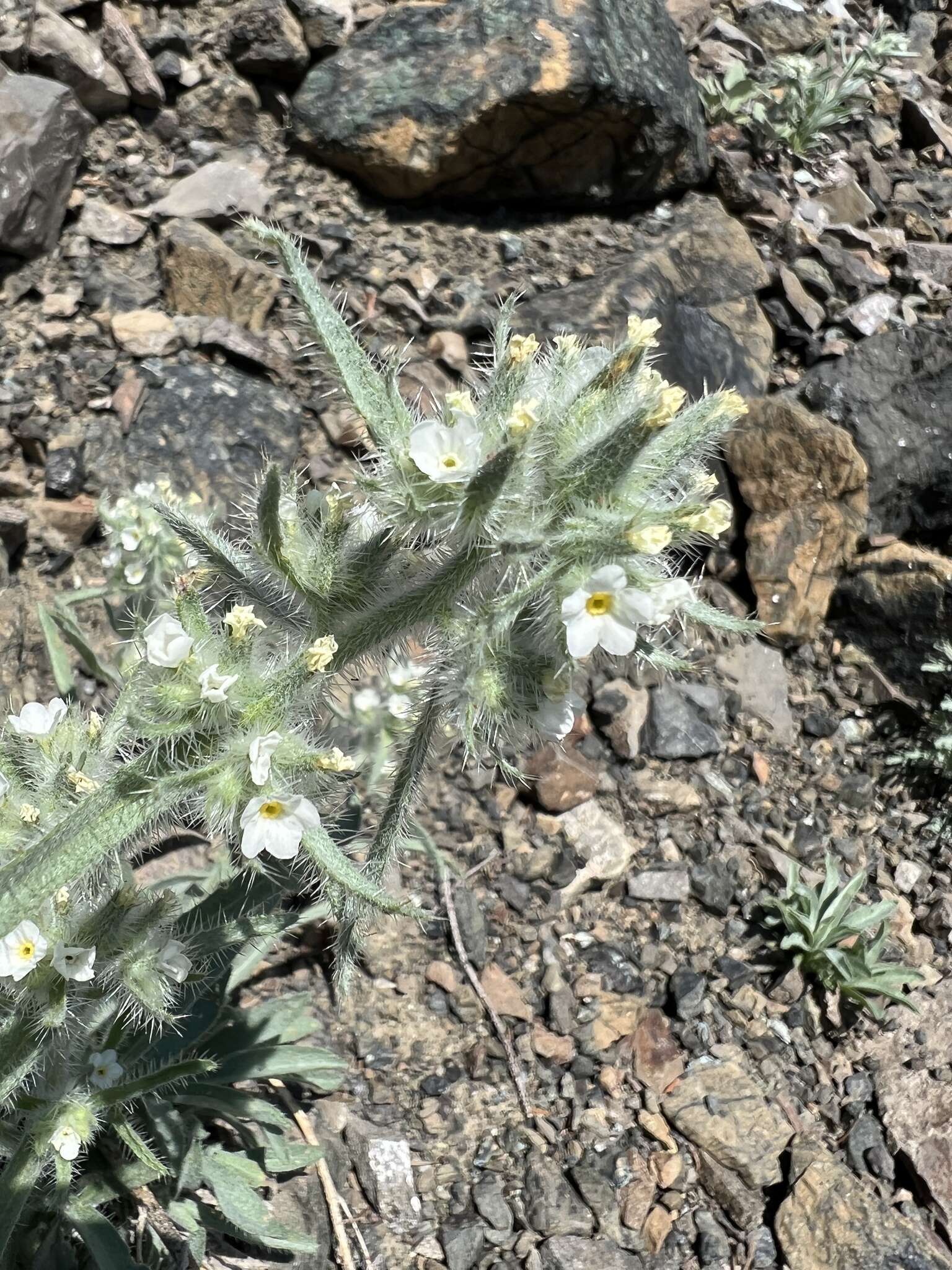 Image of Thompson's cryptantha