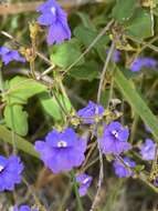 Image of Dampiera hederacea R. Br.