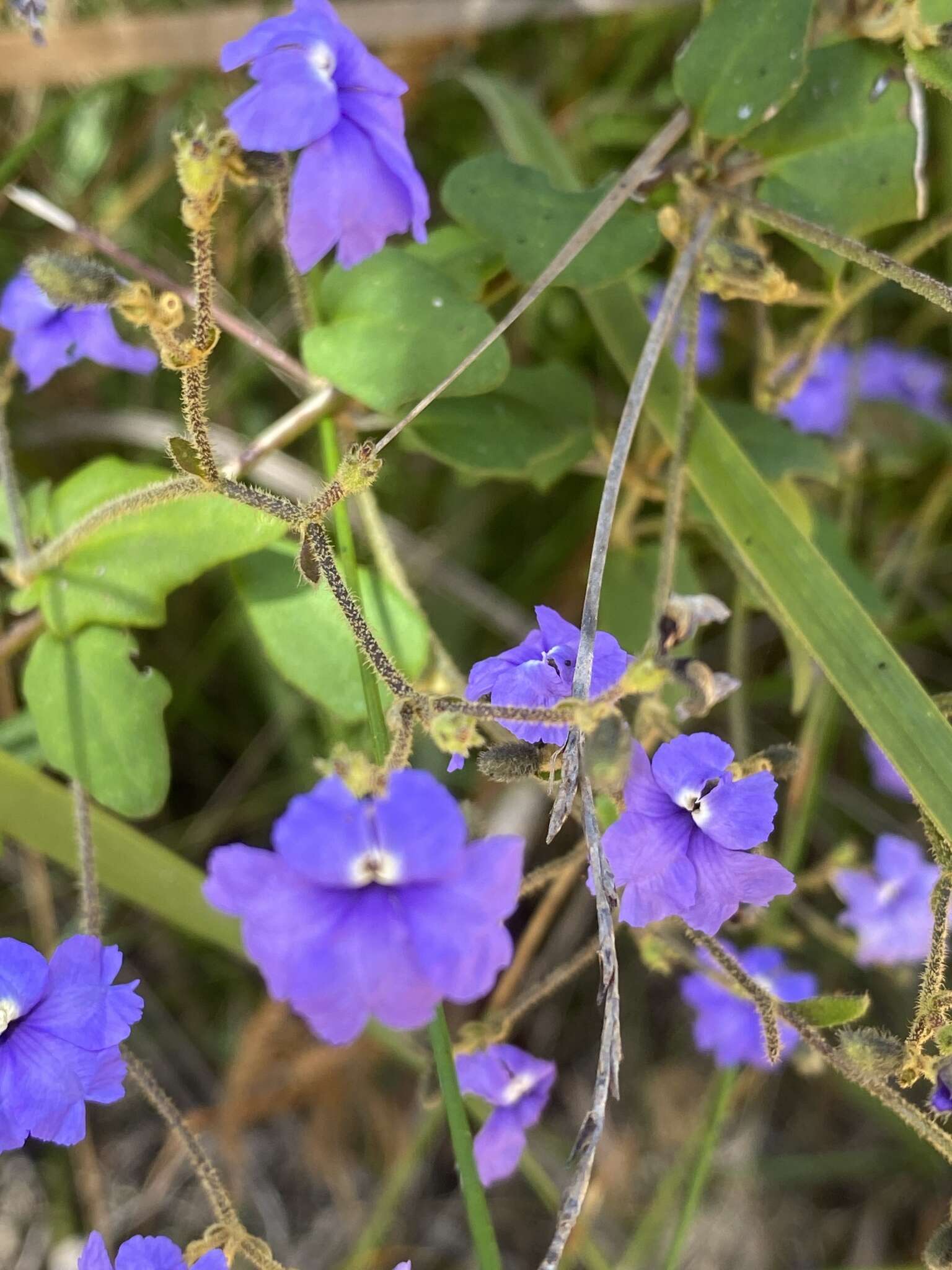 Image of Dampiera hederacea R. Br.