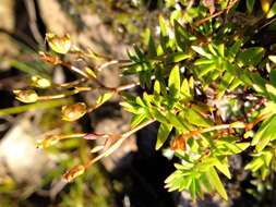 Слика од Veronica linifolia Hook. fil.