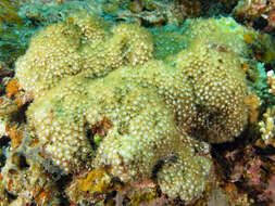 Image of anemone coral