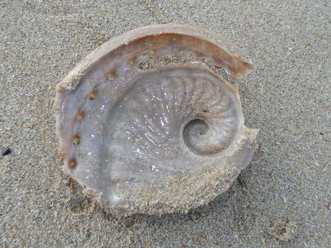 Image of staircase abalone