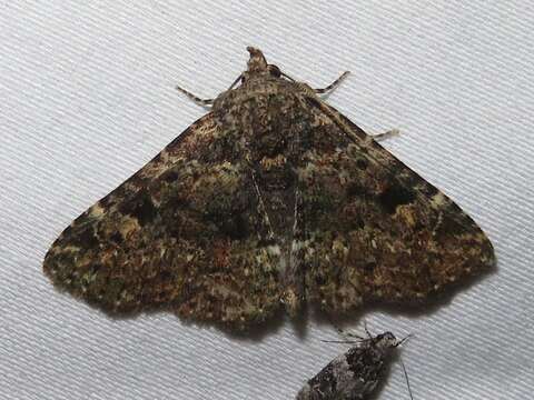 Image of Common Fungus Moth