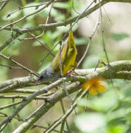 Image of Mourning Warbler
