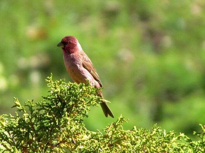 Image of Red-mantled Rosefinch