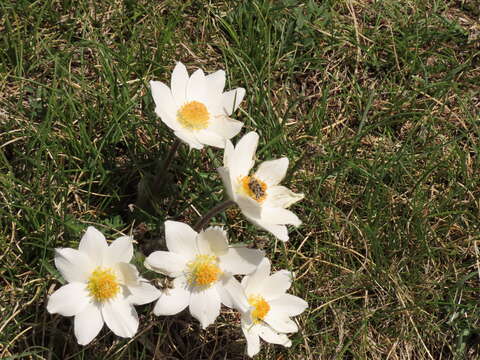 Pulsatilla alpina subsp. millefoliata (Bertol.) D. M. Moser resmi