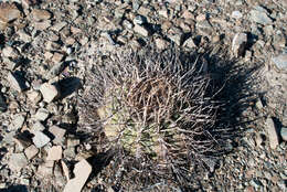 Image of Gymnocalycium spegazzinii subsp. cardenasianum (F. Ritter) R. Kiesling & Metzing