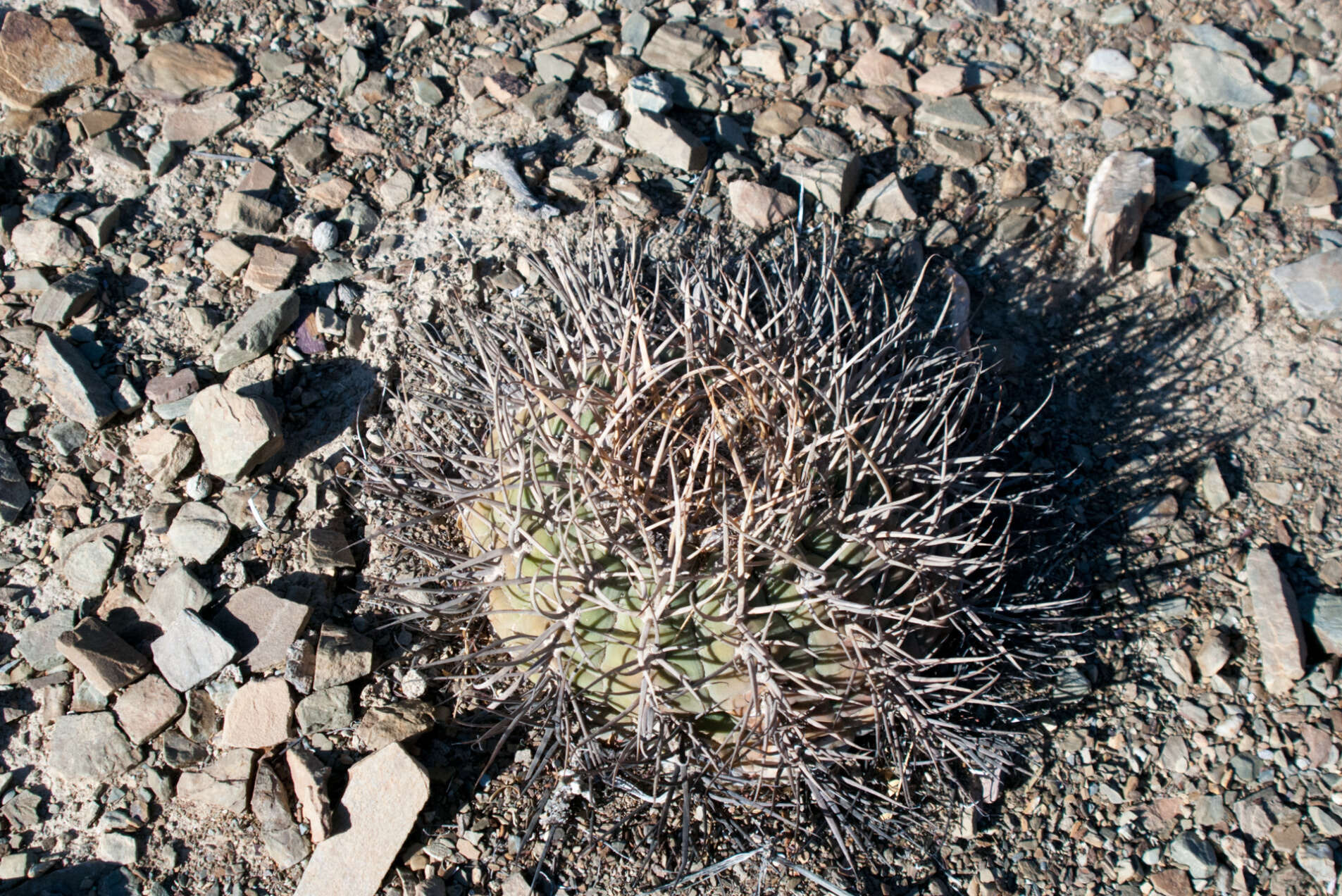 Image of Gymnocalycium spegazzinii subsp. cardenasianum (F. Ritter) R. Kiesling & Metzing