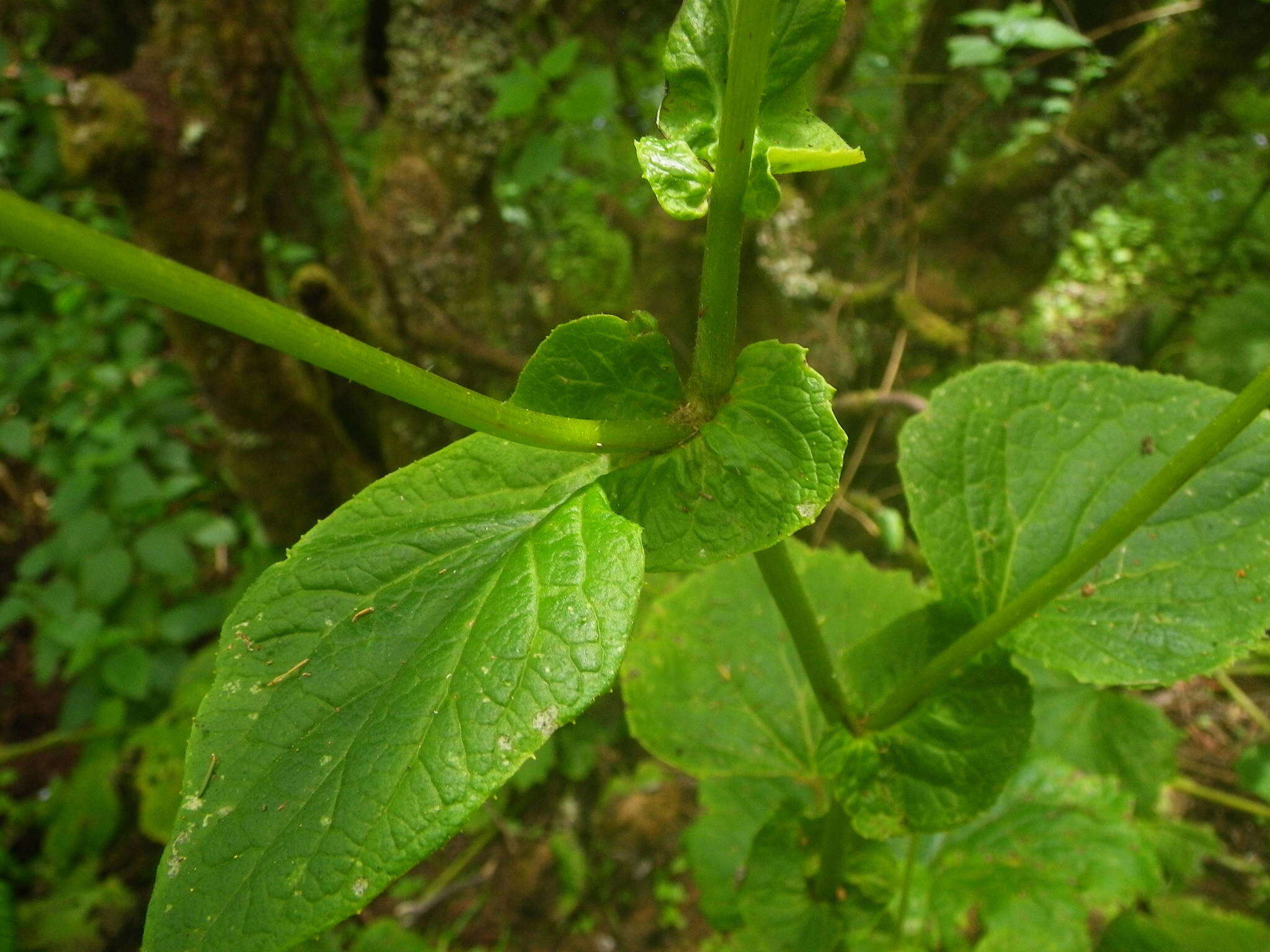 Image of Pericallis murrayi (Bornm.) B. Nord.