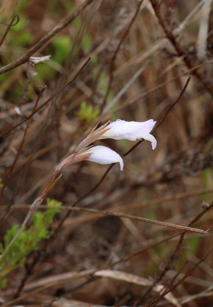 Imagem de Gladiolus vaginatus F. Bolus