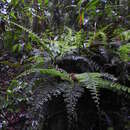 Image de Asplenium rutaceum (Willd.) Mett.