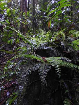 Image of rue spleenwort