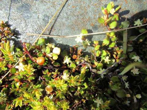 Image of sprawling wirevine