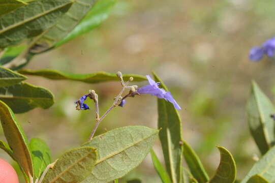 صورة Pseudocarpidium