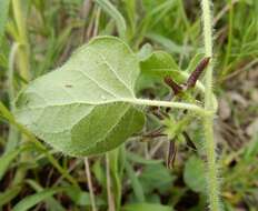 Image of star milkvine