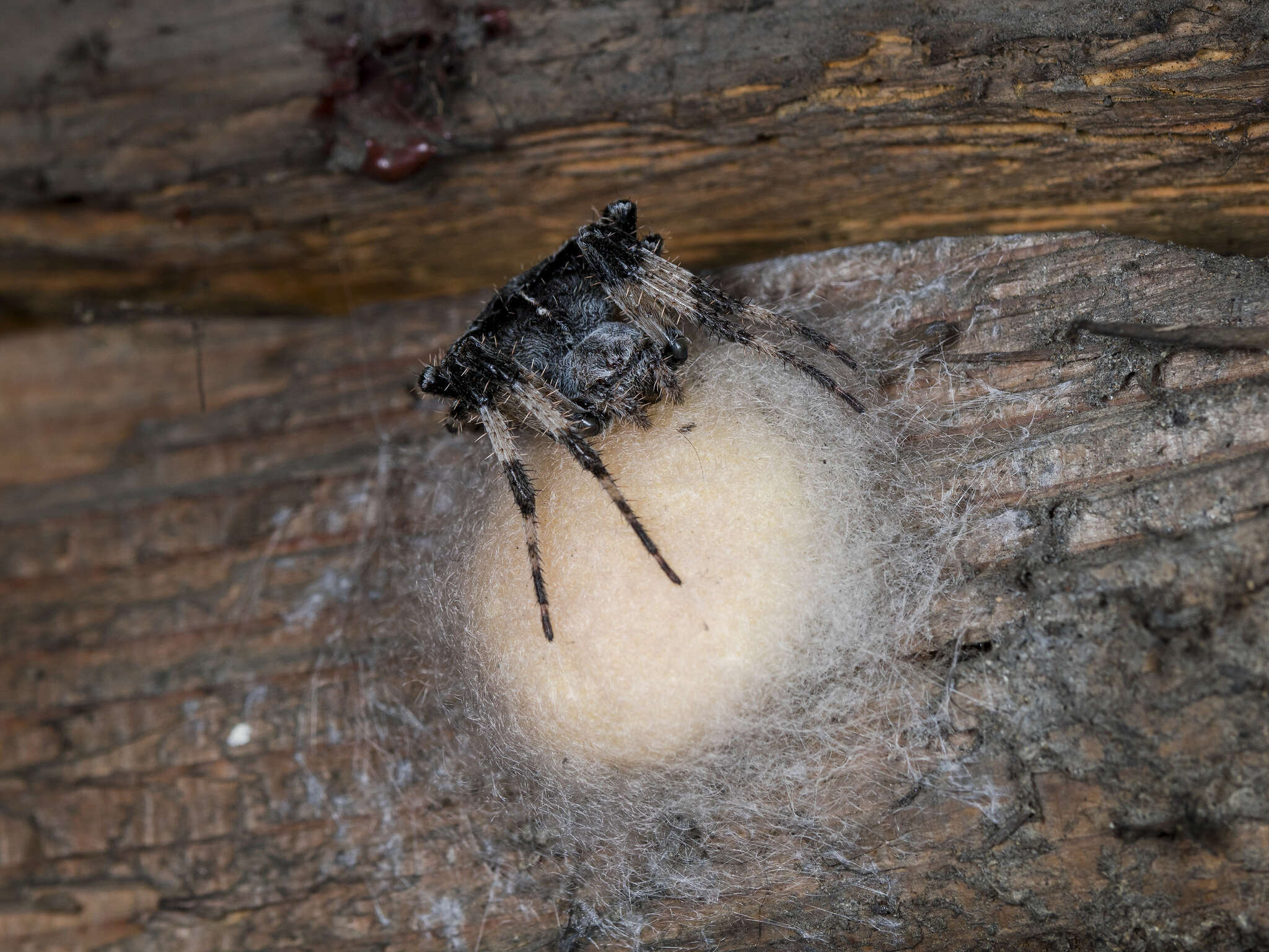 Imagem de Araneus tartaricus (Kroneberg 1875)