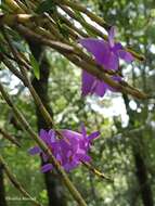 Imagem de Dendrobium hasseltii (Blume) Lindl.