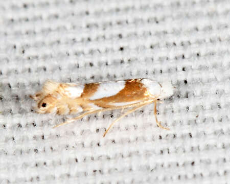 Phyllonorycter fitchella (Clemens 1860)的圖片